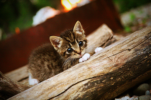 爱游戏app下载-“青春逐梦”篮球文化主题演讲在北京激励百万青少年奋勇争先，篮球演讲稿三分钟