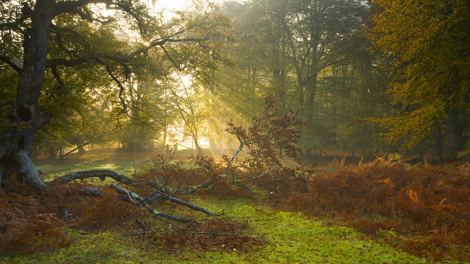 爱游戏体育-日本队新秀闪耀，未来可期！，日本队新帅