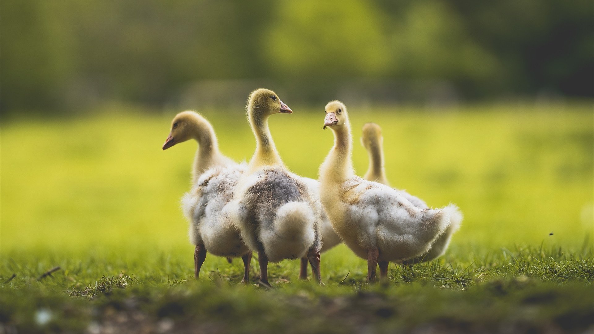 爱游戏体育app-丹麦遭遇一场失利，欧洲杯前景出现波动，欧洲杯丹麦突发状况