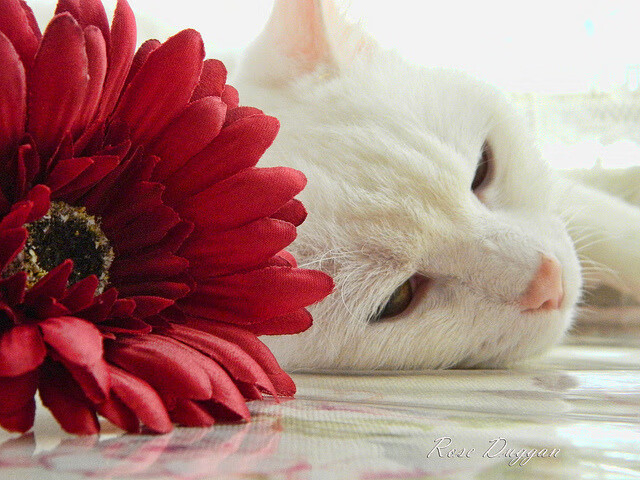 爱游戏电竞官网-多特蒙德客场2-1战胜云达不莱梅，豪取四连胜，多特蒙德vs云达不来梅直播