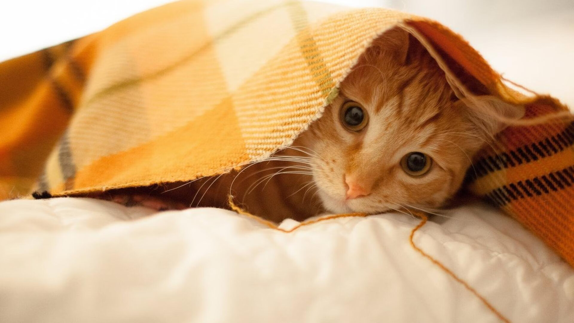 拜仁坐镇主场击败对手,实力仍不可小觑,拜仁足球队主场