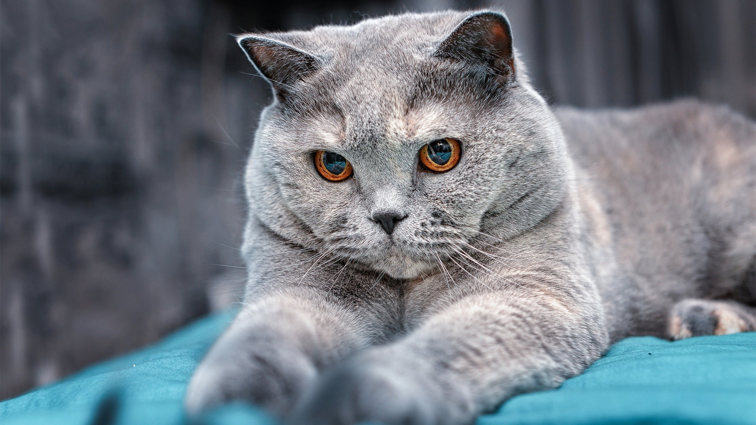 运动员健康数据管理系统上线试运行,运动员综合管理系统