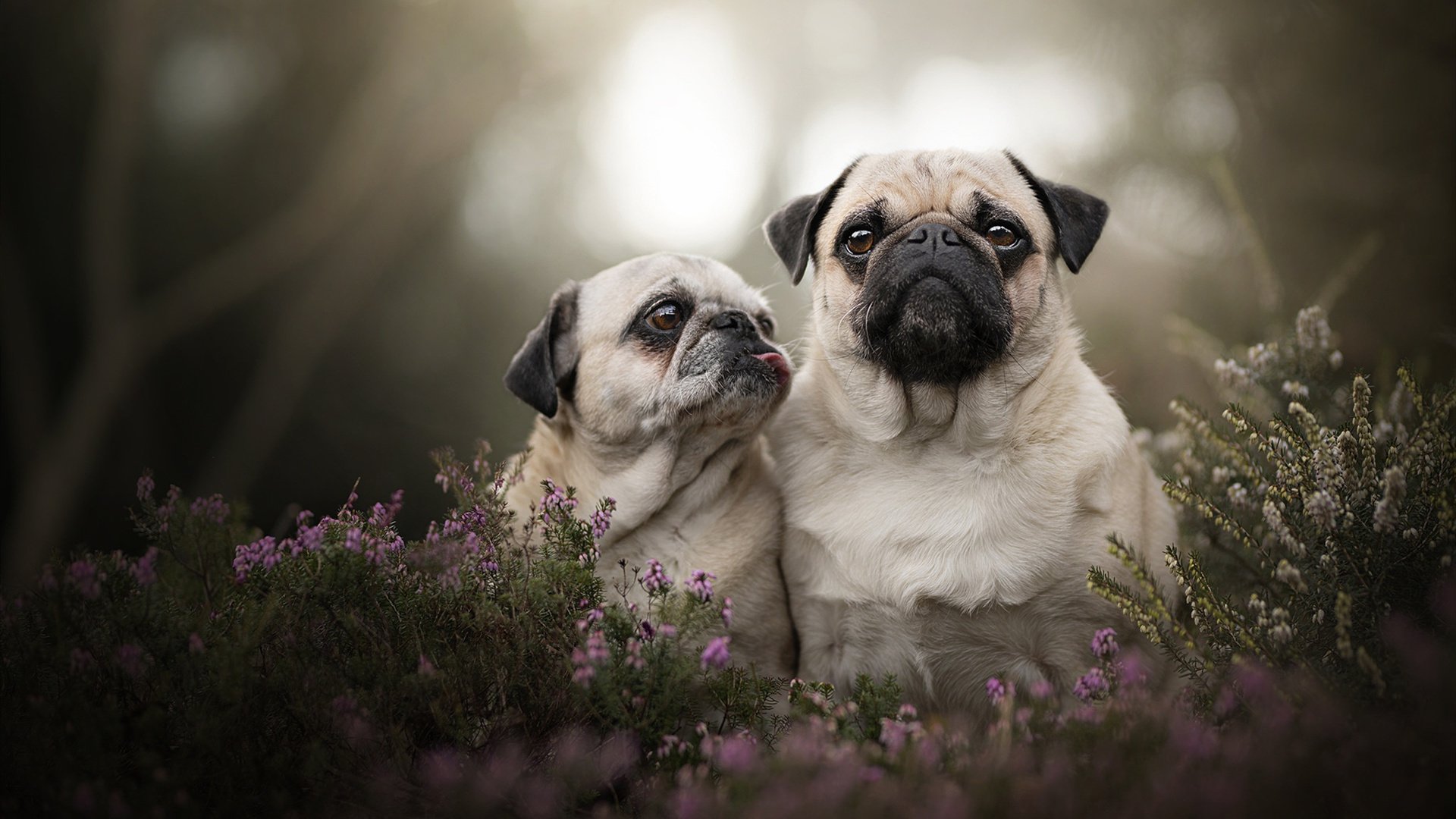 AYX GAMING-曼联在关键战中逆转取胜，追赶积分榜前列