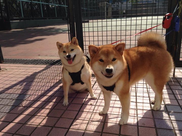 西班牙男篮在国际邀请赛中展现霸主实力,争夺冠军,西班牙男篮小组赛