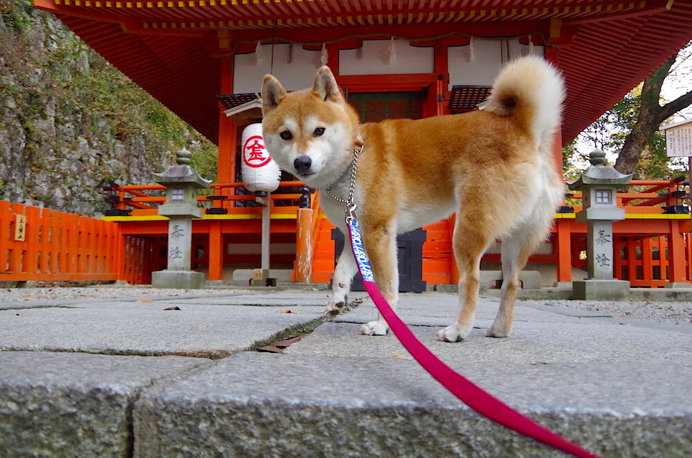 爱游戏-跳水动作难度升级荷兰挑战成功，跳水 execution