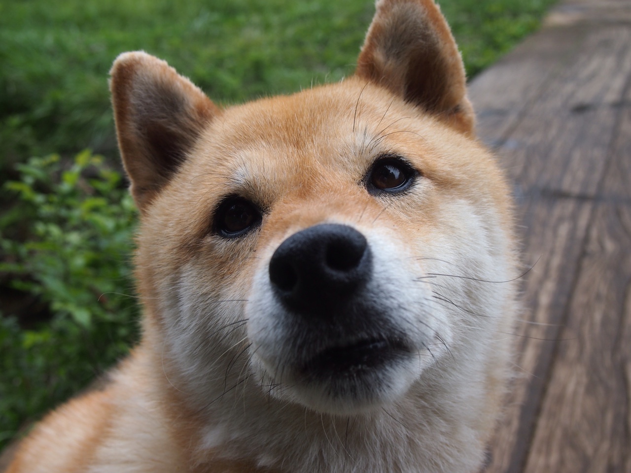 跳水动作难度升级荷兰挑战成功,跳水 execution