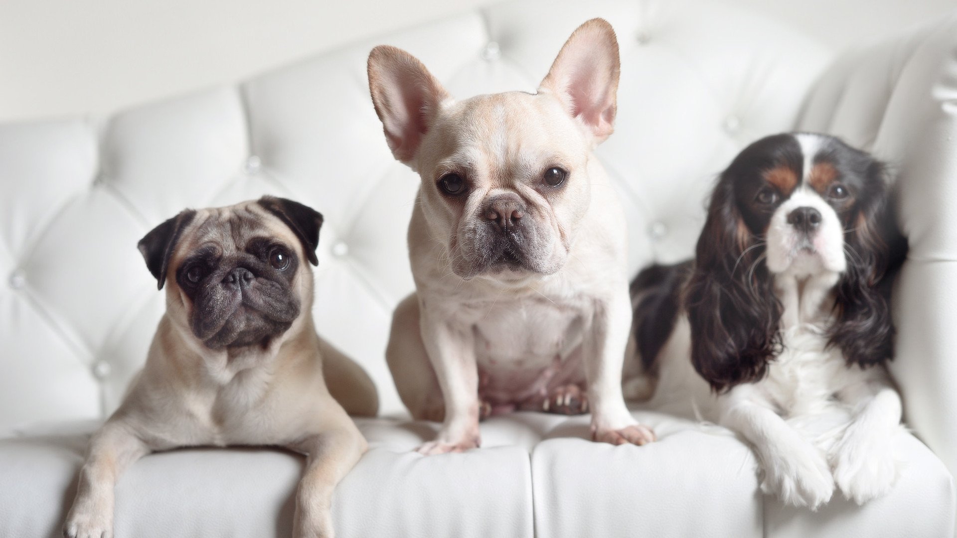 AYX官网-苏格兰橄榄球联赛的商业化道路稳步推进，苏格兰law球员